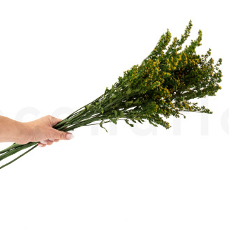 Solidago Preservato - Mazzo - Verde