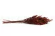 Konservierter Solidago Rot 5