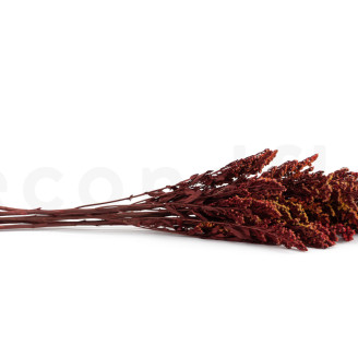 Solidago stabilisé - Bouquet - Rouge