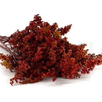 Solidago stabilisé - Bouquet - Rouge