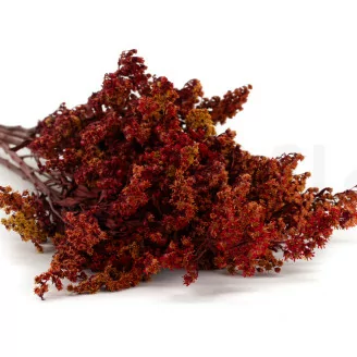 Solidago stabilis&eacute; Rouge