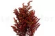 Preserved Solidago Red 6