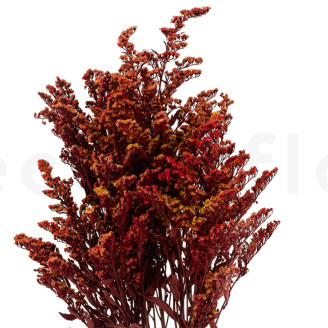 Solidago stabilisé - Bouquet - Rouge