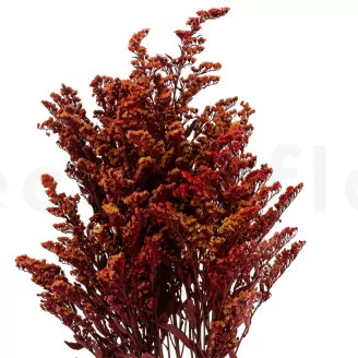 Solidago stabilis&eacute; Rouge