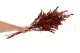 Solidago stabilizzato Rosso 4