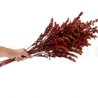 Solidago stabilisé - Bouquet - Rouge