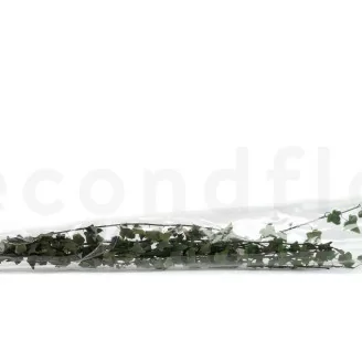 Lierre H&eacute;lix stabilis&eacute; Vert Panach&eacute;
