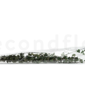 Preserved Helix Ivy - Variegated Green