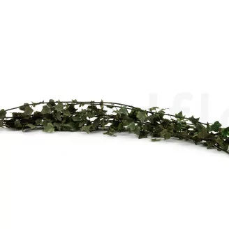 Preserved English Ivy Variegated Green