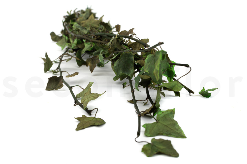 Preserved Helix Ivy - Variegated Green