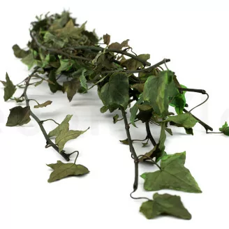 Hiedra Helix Preservada - Verde Variegado