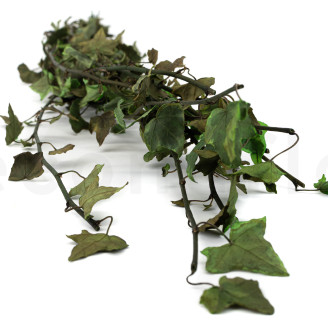 Preserved Helix Ivy - Variegated Green