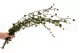 Preserved English Ivy Variegated Green 2