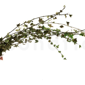 Preserved Helix Ivy - Variegated Green