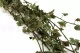 Preserved English Ivy Variegated Green 4