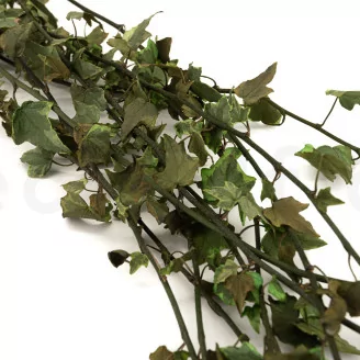 Preserved English Ivy Variegated Green