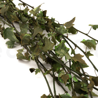 Preserved Helix Ivy - Variegated Green