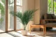Preserved Phoenix Palm Leaf 1
