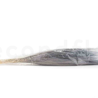 Dried Barba - Bouquet - Blue
