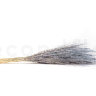 Dried Barba - Bouquet - Blue