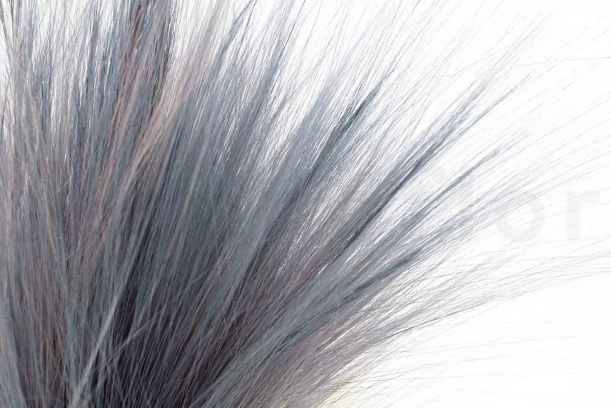 Barba essiccata Blu