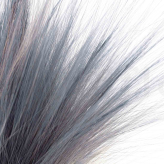 Dried Barba - Bouquet - Blue