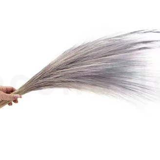Barba essiccata Blu