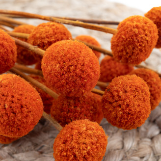 Craspedia Stabilis&eacute; - Bouquet - Marmalade