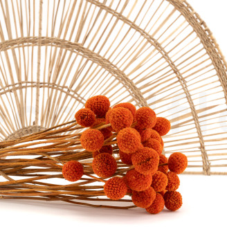 Craspedia Stabilis&eacute; - Bouquet - Marmalade