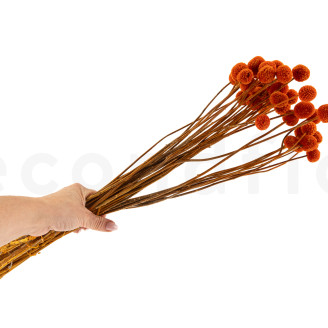 Craspedia Stabilis&eacute; - Bouquet - Marmalade