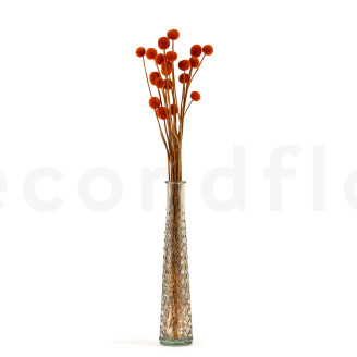 Craspedia Stabilis&eacute; - Bouquet - Marmalade