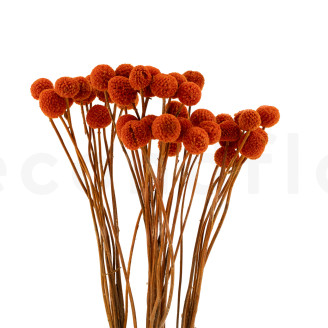 Craspedia Stabilis&eacute; - Bouquet - Marmalade