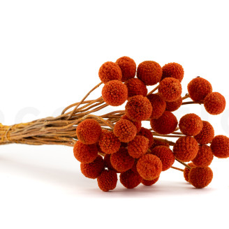 Craspedia Stabilis&eacute; - Bouquet - Marmalade