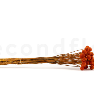 Craspedia Stabilis&eacute; - Bouquet - Marmalade