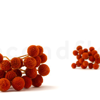 Craspedia Stabilis&eacute; - Bouquet - Marmalade