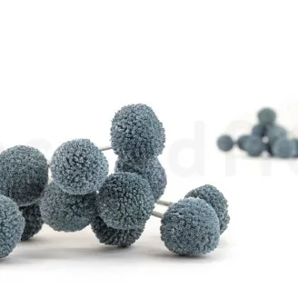 Craspedia stabilis&eacute; Storm Blue