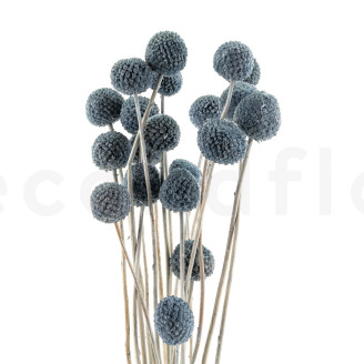 Billy Buttons Preserved - Bouquet - Storm Blue