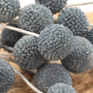Billy Buttons Preserved - Bouquet - Storm Blue