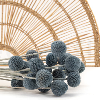 Craspedia preservata - Mazzo - Storm Blue