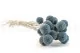 Craspedia stabilis&eacute; Storm Blue 8