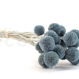 Craspedia Stabilis&eacute; - Bouquet - Storm Blue