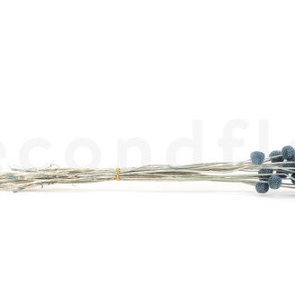 Billy Buttons Preserved - Bouquet - Storm Blue