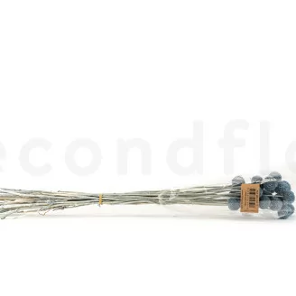 Konservierter Billy B&auml;lle Storm Blue