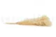 Preserved Broom Meringue 9