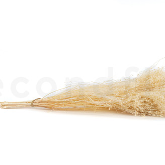 Broom Stabilis&eacute; - Meringue