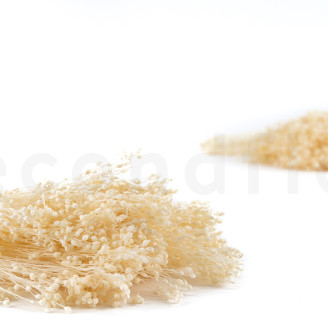 Broom preservado - Meringue