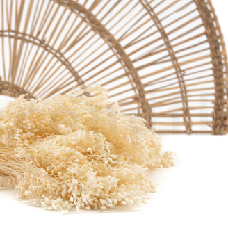 Broom Preserved - Meringue
