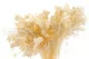 Preserved Broom Meringue 5