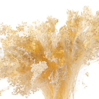 Broom Stabilis&eacute; - Meringue