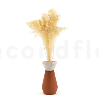 Konservierter Broom Meringue